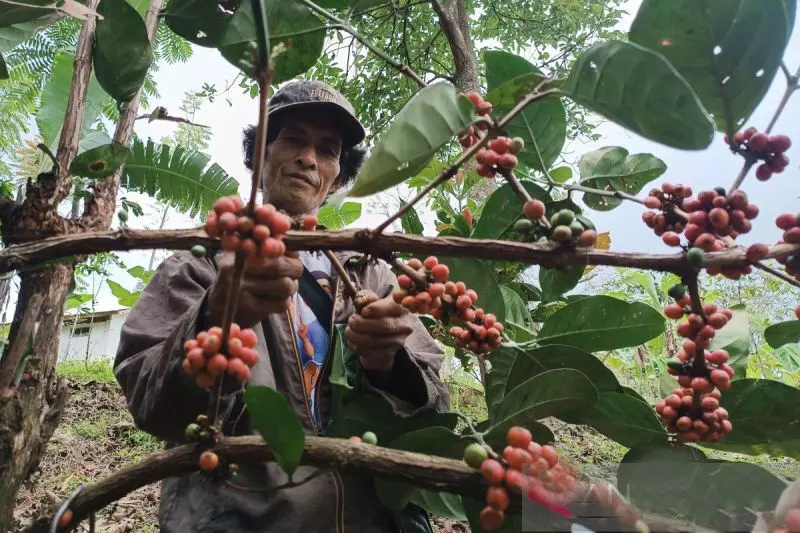 Pendapatan petani kopi Cikajang naik jadi Rp4,5 juta per bulan Pendapatan petani kopi Cikajang naik jadi Rp4,5 juta per bulan