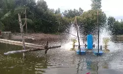 BMKG peringatkan pasang laut Kaltim berpotensi rendam tambak