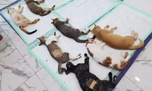 Target vaksinasi dan sterilisasi hewan 2025 Jaksel tercapai Target vaksinasi dan sterilisasi hewan 2025 Jaksel tercapai