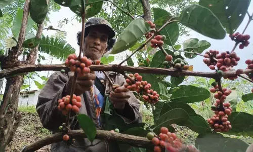 Pendapatan petani kopi Cikajang naik jadi Rp4,5 juta per bulan