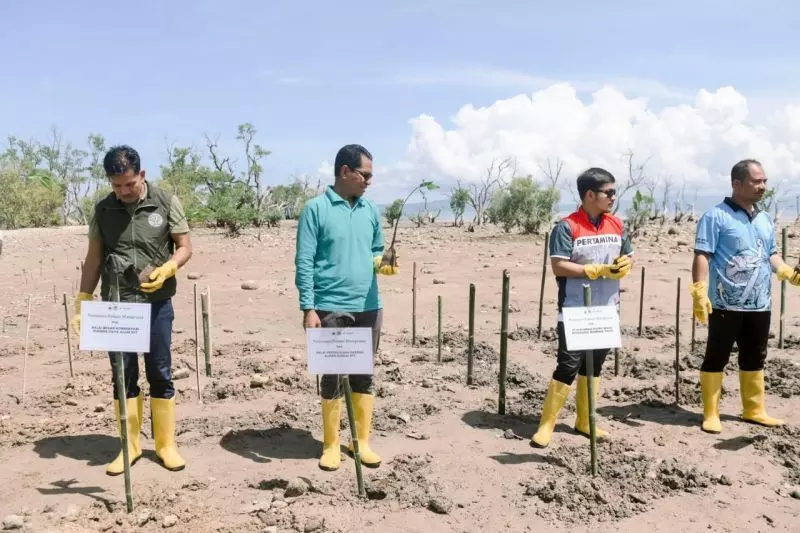 Pertamina tanam 250 Mangrove perkuat ekosistem pesisir Kupang Pertamina tanam 250 Mangrove perkuat ekosistem pesisir Kupang