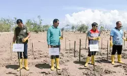 Pertamina tanam 250 Mangrove perkuat ekosistem pesisir Kupang Pertamina tanam 250 Mangrove perkuat ekosistem pesisir Kupang