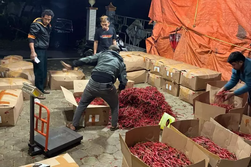 ACCI Banjarnegara: Harga cabai di tingkat petani mulai turun ACCI Banjarnegara: Harga cabai di tingkat petani mulai turun