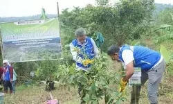 Peringati hari jadi, Pertamina Foundation tanam ratusan ribu pohon kerjasama tiga perguruan tinggi