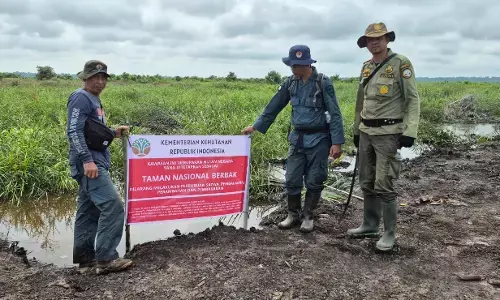 Tim gabungan gakkum kehutanan dan TNBS musnahkan 98,8 hektare kebun sawit ilegal dalam kawasan konservasi