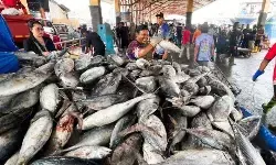 KKP prioritaskan izin usaha penangkapan ikan daerah terdampak bencana