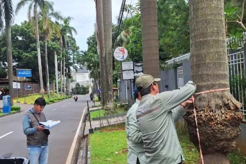 Distamhut DKI aktifkan Tim Siaga Pohon Tumbang Distamhut DKI aktifkan Tim Siaga Pohon Tumbang