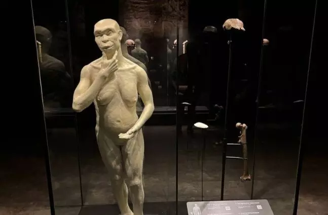 Fosil Java Man yang baru dipulangkan dari Belanda dipajang di museum Fosil Java Man yang baru dipulangkan dari Belanda dipajang di museum