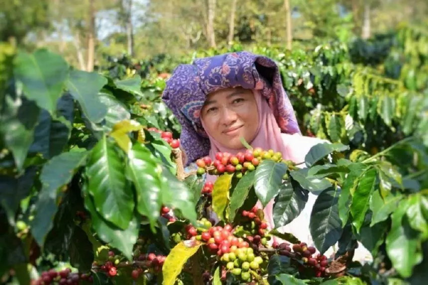 Ketua Koperasi Kopi Wanita Gayo: Dampak bencana Aceh 10% lahan perkebunan rusak Ketua Koperasi Kopi Wanita Gayo: Dampak bencana Aceh 10% lahan perkebunan rusak