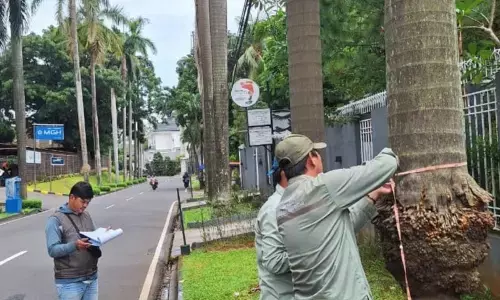 Distamhut DKI aktifkan Tim Siaga Pohon Tumbang