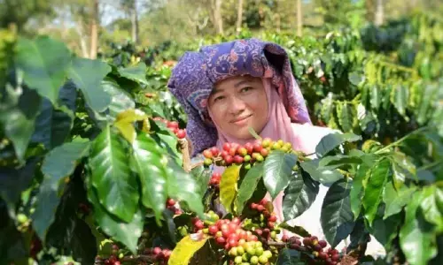 Ketua Koperasi Kopi Wanita Gayo: Dampak bencana Aceh 10% lahan perkebunan rusak