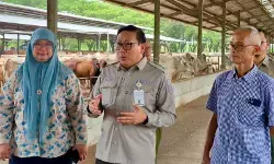 Jelang Nataru, Kementan pastikan harga dan pasokan daging sapi