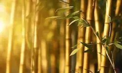 19 Desember 1993: Tragedi Haur Koneng di Jawa Barat