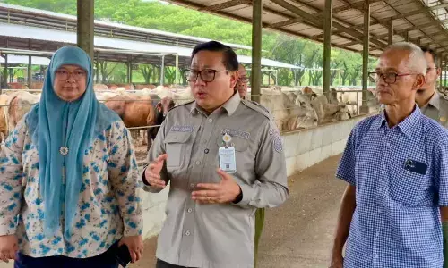 Jelang Nataru, Kementan pastikan harga dan pasokan daging sapi