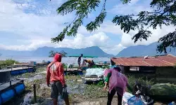 Sekitar 1.428,73 ton ikan mati dampak upwelling air Danau Maninjau