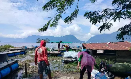 Sekitar 1.428,73 ton ikan mati dampak upwelling air Danau Maninjau Sekitar 1.428,73 ton ikan mati dampak upwelling air Danau Maninjau