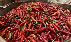 PIHPS: Harga cabai rawit merah Rp72.750/kg, telur ayam Rp33.000/kg