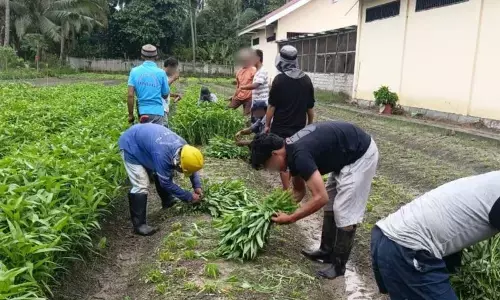 Lapas Palu manfaatkan SAE pertanian untuk warga binaan