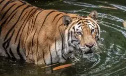 Ragunan ajak pengunjung lebih peduli kehidupan satwa saat Nataru Ragunan ajak pengunjung lebih peduli kehidupan satwa saat Nataru