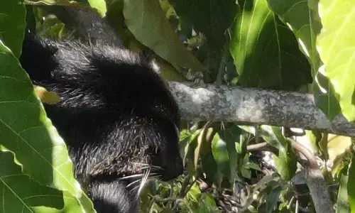 BKSDA Sumbar: Satwa di lokasi bencana Agam adalah binturong