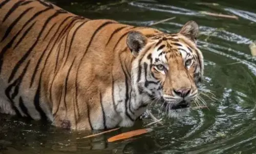 Ragunan ajak pengunjung lebih peduli kehidupan satwa saat Nataru