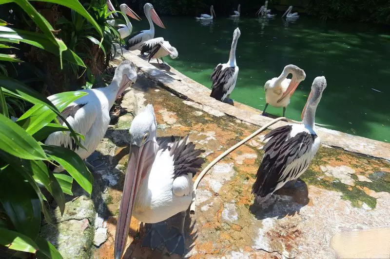 Pengunjung Ragunan diprediksi capai 80.000 orang pada Tahun Baru Pengunjung Ragunan diprediksi capai 80.000 orang pada Tahun Baru