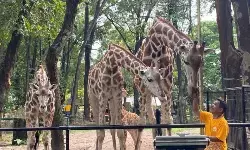 Pengelola perkirakan 50.000 pengunjung padati Ragunan