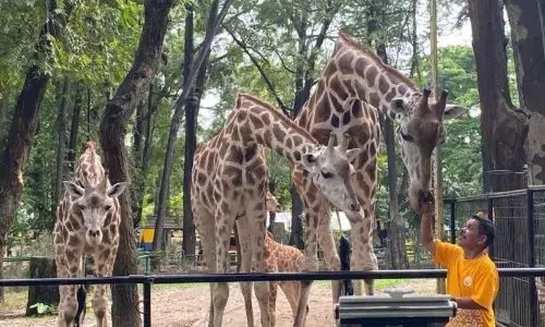 Pengelola perkirakan 50.000 pengunjung padati Ragunan