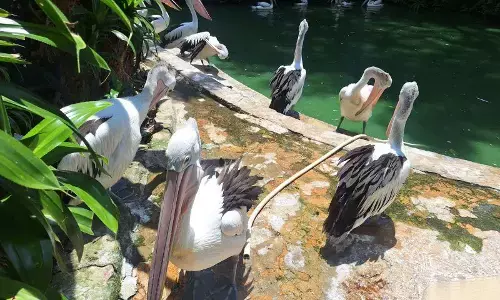 Pengunjung Ragunan diprediksi capai 80.000 orang pada Tahun Baru Pengunjung Ragunan diprediksi capai 80.000 orang pada Tahun Baru