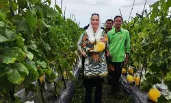 Pemkab siapkan langkah petani Natuna jual melon ke SPPG dukung MBG Pemkab siapkan langkah petani Natuna jual melon ke SPPG dukung MBG