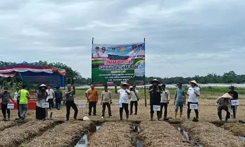 Pemkab Pasaman Barat catat luas tanam padi 16.689 ha per November 2025 Pemkab Pasaman Barat catat luas tanam padi 16.689 ha per November 2025