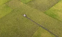 Menjaga keberlanjutan swasembada beras 2025