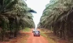 POPSI minta penertiban sawit dilakukan secara adil POPSI minta penertiban sawit dilakukan secara adil