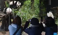 Panda China segera pulang, tinggalkan kenangan di Jepang