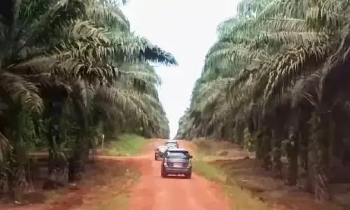 POPSI minta penertiban sawit dilakukan secara adil