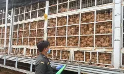 Karantina Kepri fasilitasi ekspor 129,4 ton santan kelapa beku