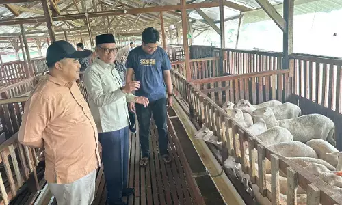 Inovasi Ala Wagyu Jepang, Fikri Faqih puji kreativitas peternak muda di tegal