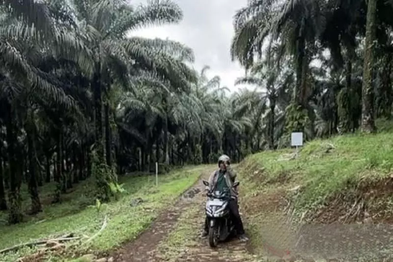Apkasindo minta KDM buka dialog terkait perlarangan sawit di Jabar