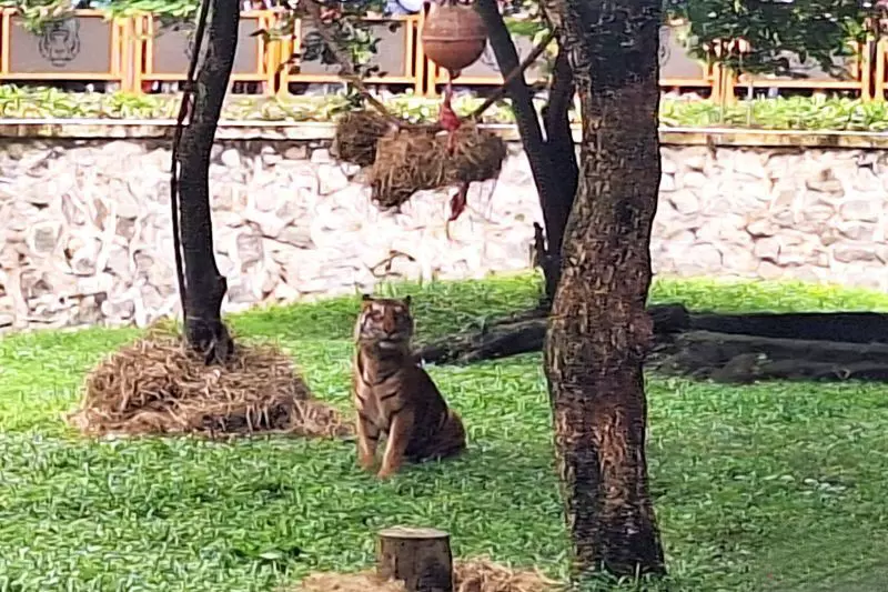 Pakan puluhan harimau di Ragunan dijamin terpenuhi