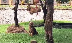 Pakan puluhan harimau di Ragunan dijamin terpenuhi