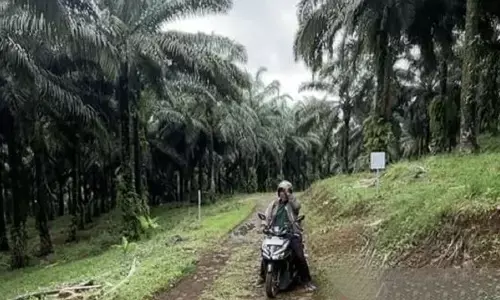 Apkasindo minta KDM buka dialog terkait perlarangan sawit di Jabar Apkasindo minta KDM buka dialog terkait perlarangan sawit di Jabar