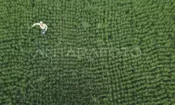 Pupuk bersubsidi di titik uji