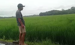 Petani Lebak antisipasi ancaman banjir dan hama seiring musim hujan