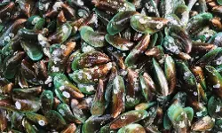 Bahaya di balik nikmat: Fakta kerang hijau yang jarang diketahui