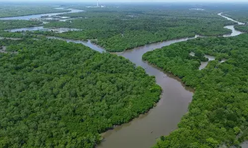 Kemenhut lakukan penanaman 20,8 juta batang mangrove lewat M4CR