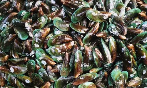 Bahaya di balik nikmat: Fakta kerang hijau yang jarang diketahui