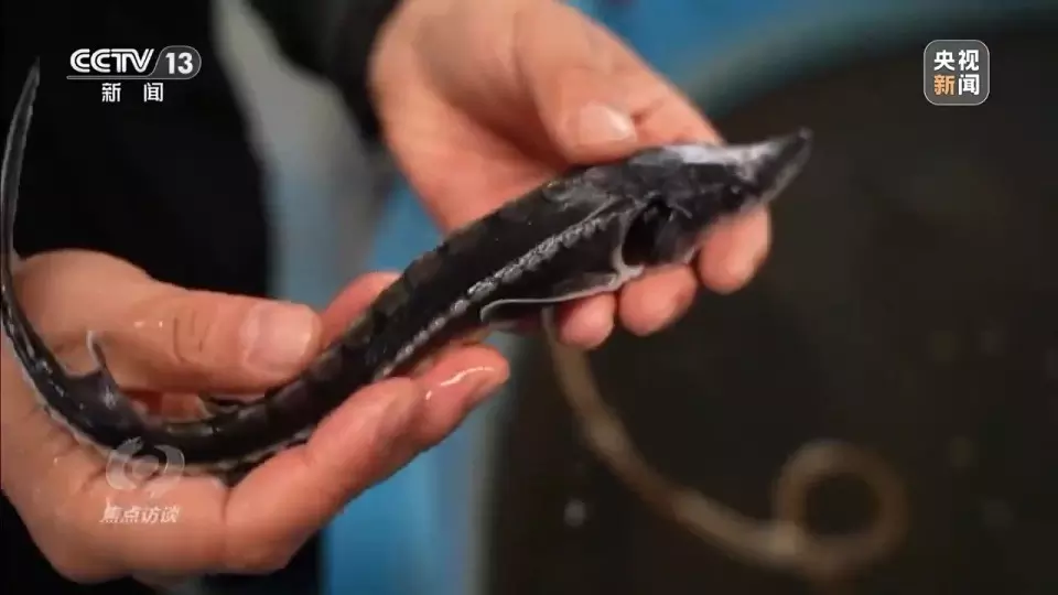 Sepuluh tahun perlindungan, saksikan transformasi hijau Sungai Yangtze Sepuluh tahun perlindungan, saksikan transformasi hijau Sungai Yangtze