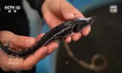 Sepuluh tahun perlindungan, saksikan transformasi hijau Sungai Yangtze Sepuluh tahun perlindungan, saksikan transformasi hijau Sungai Yangtze