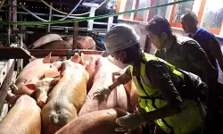 Cegah wabah ASF, RI larang masuk daging babi dari Spanyol