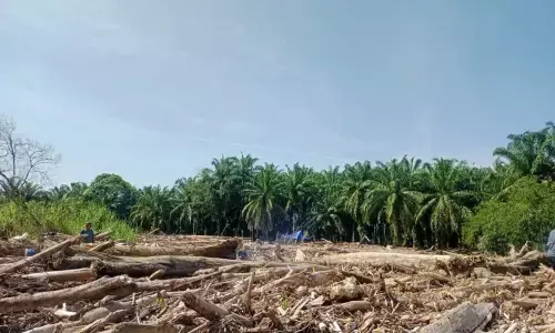 Kemenhut libatkan pakar hidrometeorologi dan kayu selidiki DAS Sumut